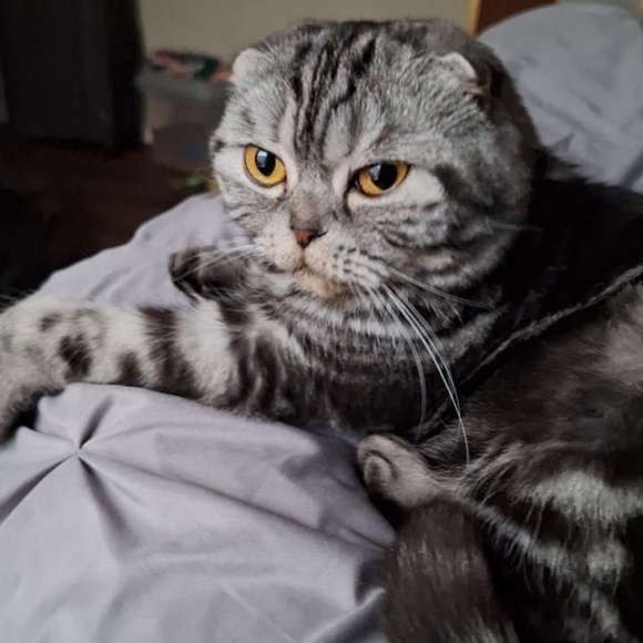 Meet your Posher, Victoria - Picture 1 of 1